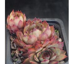 Sempervivum LADY ASTRID