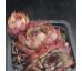 Sempervivum LADY ASTRID