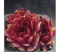 Sempervivum LADY IN RED