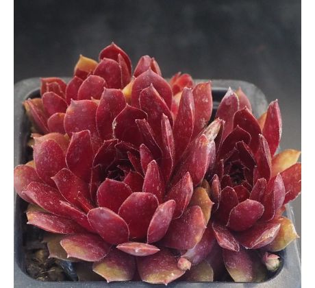 Sempervivum LADY IN RED