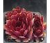 Sempervivum LADY IN RED