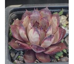 Sempervivum LADY OF STEEL