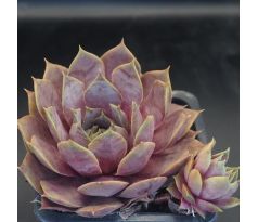 Sempervivum LAVENDERSPROSS