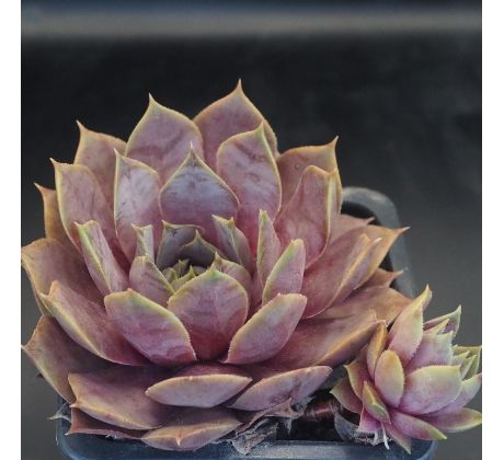 Sempervivum LAVENDERSPROSS