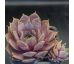 Sempervivum LAVENDERSPROSS