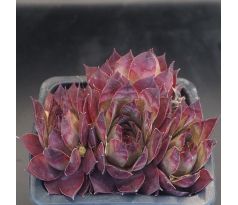 Sempervivum LAYSAN