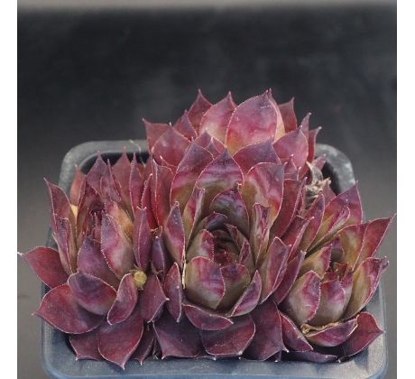 Sempervivum LAYSAN