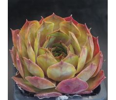 Sempervivum MAJA