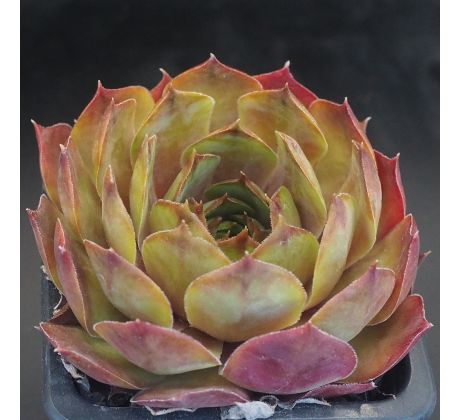 Sempervivum MAJA