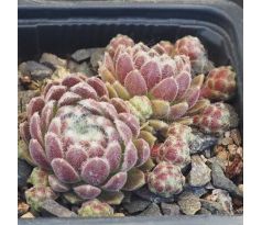 Sempervivum LEE CLAIR`S