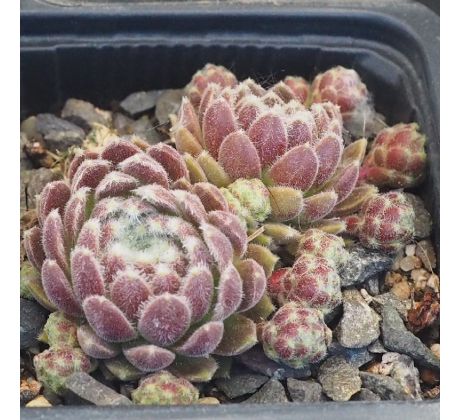 Sempervivum LEE CLAIR`S