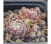 Sempervivum LEE CLAIR`S