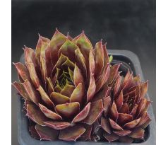 Sempervivum LENGAI