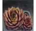 Sempervivum LENGAI