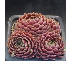 Sempervivum LEONORA