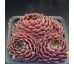 Sempervivum LEONORA