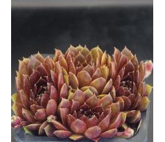 Sempervivum LIBREDA