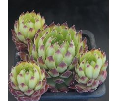 Sempervivum LIMBO