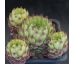 Sempervivum LIMBO