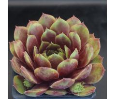 Sempervivum LINDINGEN