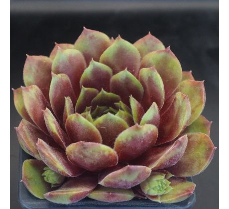 Sempervivum LINDINGEN