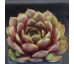 Sempervivum LINDINGEN