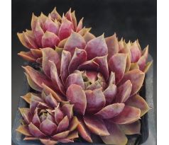Sempervivum LISON
