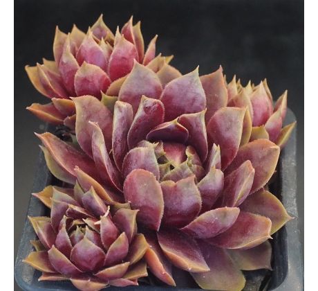 Sempervivum LISON