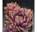 Sempervivum LISON