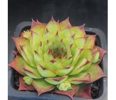 Sempervivum LITTLE TISHA