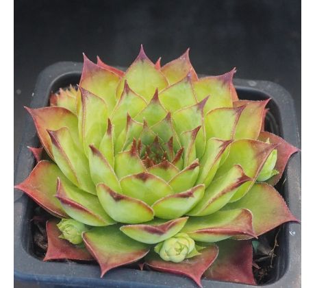 Sempervivum LITTLE TISHA