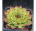 Sempervivum LITTLE TISHA
