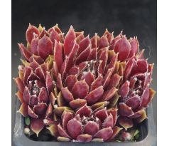 Sempervivum LOTUSBLÜTE
