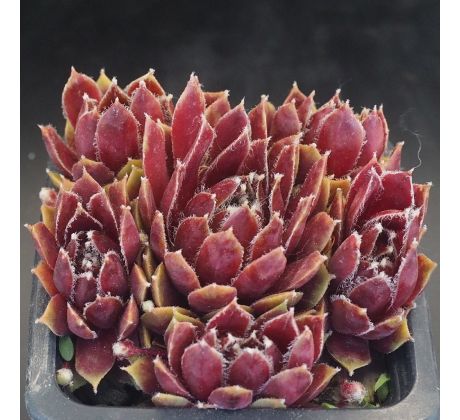 Sempervivum LOTUSBLÜTE
