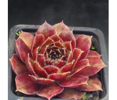 Sempervivum LUCKY LUC
