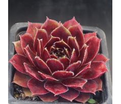 Sempervivum LUCY LIU