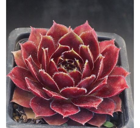 Sempervivum LUCY LIU