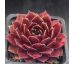 Sempervivum LUCY LIU
