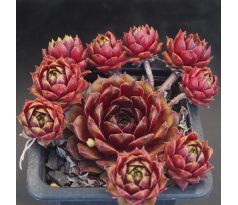 Sempervivum FLIRT