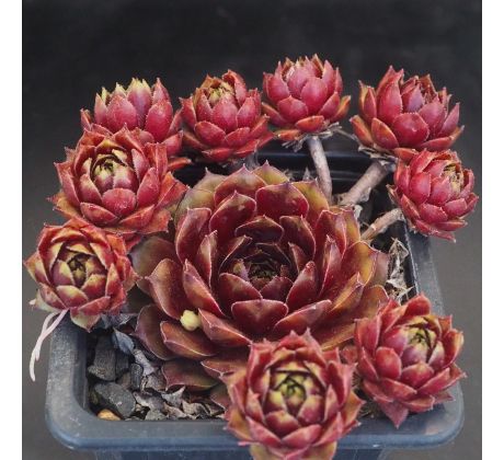 Sempervivum FLIRT