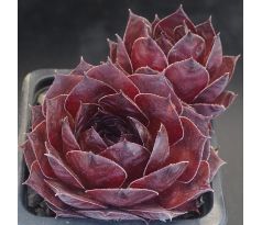 Sempervivum FLORENCE-JOY