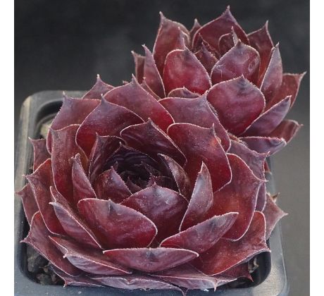 Sempervivum FLORENCE-JOY