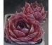 Sempervivum FLORENCE-JOY