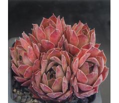 Sempervivum FRÄNZI