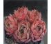 Sempervivum FRÄNZI