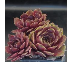 Sempervivum FRIEDA
