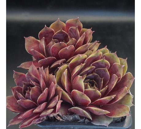 Sempervivum FRIEDA