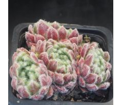 Sempervivum GALANE