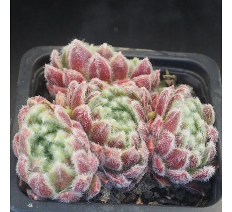 Sempervivum GALANE