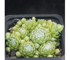 Sempervivum GARE DE BOUSES